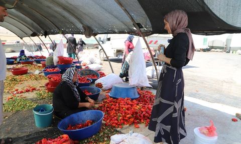 Şanlıurfa'da Mevsimlik Tarım İşçilerine Mobil Sağlık Hizmeti