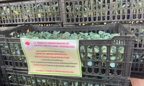 Sarıyer'de 62 Çiftçiye 112 Bin Fide Dağıtımı Gerçekleştirildi