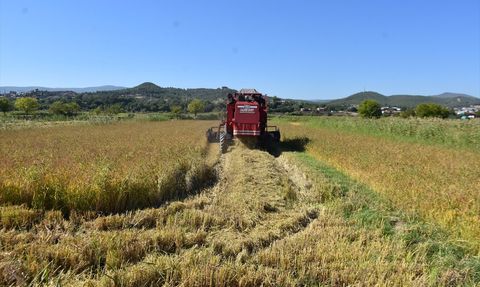Sinop'ta Çeltik Hasadı Başladı