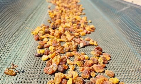 Türkiye Kuru Üzüm İhracatında Tarihi Rekor Kırdı