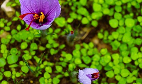 9. Safran Festivali Karabük'te Coşkuyla Tamamlandı