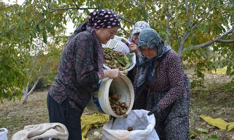 Emekli Hüseyin Sönmez'in Ceviz Üretim Serüveni