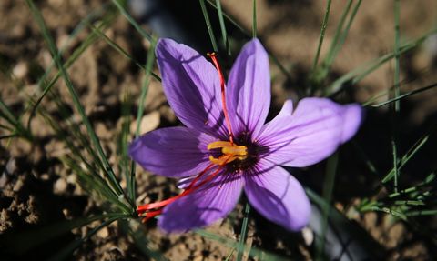 Karabük'te Mucize Bitki Safranın Hasadı Devam Ediyor