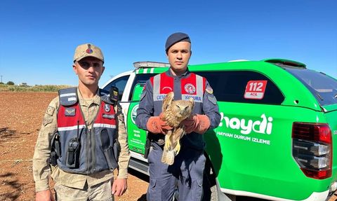 Kilis'te Yaralı Kızıl Şahin Koruma Altına Alındı