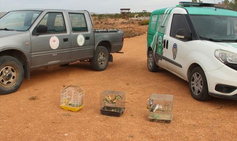 Kırşehir'de Koruma Altındaki 66 Kuş Ele Geçirildi