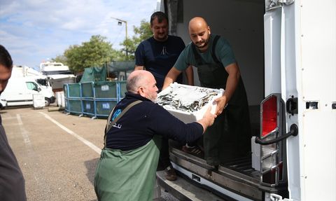 Ordu'da İstavrit Avında Bayram Sevinci