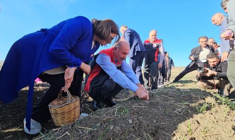 Çorum'da Kadın Çiftçiler Safran Hasadı Şenliği Düzenledi