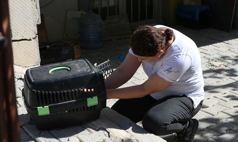 Depremzede Kadın, Sahipsiz Kedilere Umut Oluyor
