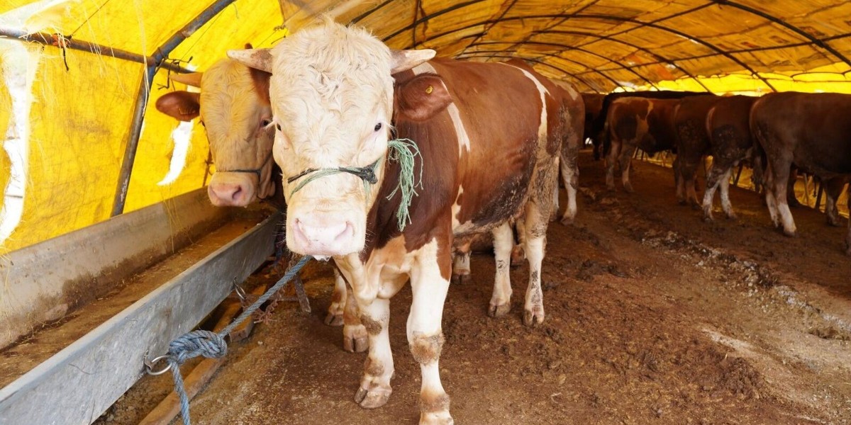 Kurbanlık Alırken Bunlara Dikkat Edin