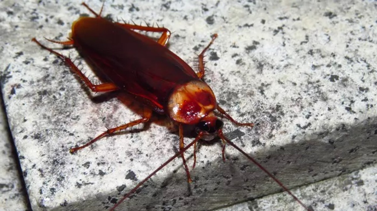 Tek ürünle tüm evi böceklerden koruyacaksınız