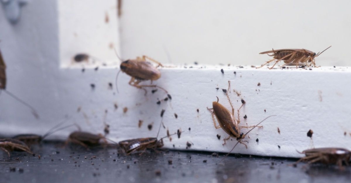 Tek ürünle tüm evi böceklerden koruyacaksınız