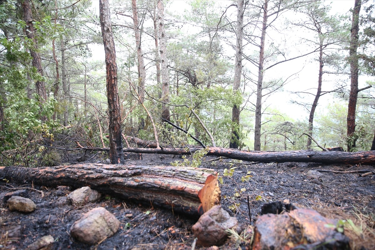 Hatay'ın Arsuz ilçesinde ormanlık alanda çıkan yangın, havadan ve karadan müdahaleyle kontrol...