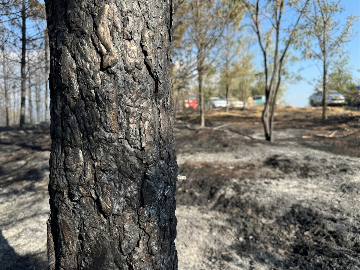 Kastamonu'da kontrol altına alınan orman yangınında, soğutma çalışmaları sürüyor.