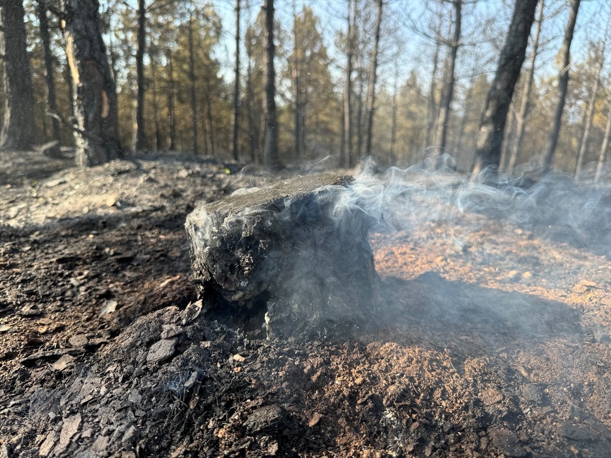 Kastamonu'da kontrol altına alınan orman yangınında, soğutma çalışmaları sürüyor.