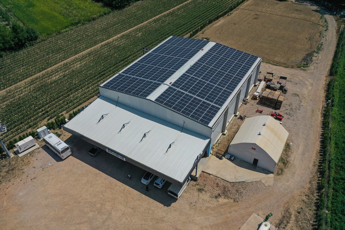 Bursa'nın İnegöl ilçesinde yılda 1 milyon meyve fidanı yetiştiren Ayşe ve Mehmet Ergene çifti...