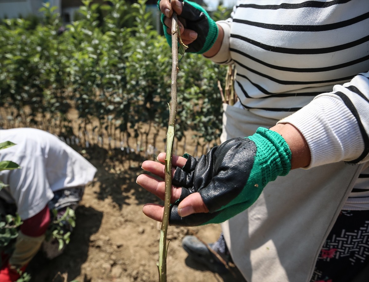 Bursa'nın İnegöl ilçesinde yılda 1 milyon meyve fidanı yetiştiren Ayşe ve Mehmet Ergene çifti...