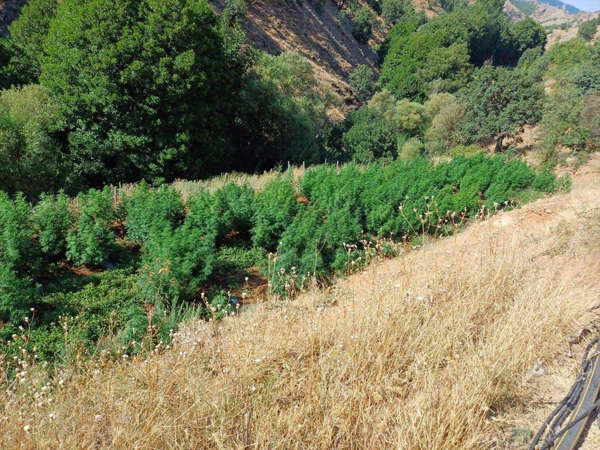 Diyarbakır'ın Lice ilçesinde düzenlenen operasyonda, 1 milyon 635 bin 230 kök Hint keneviri, 190...