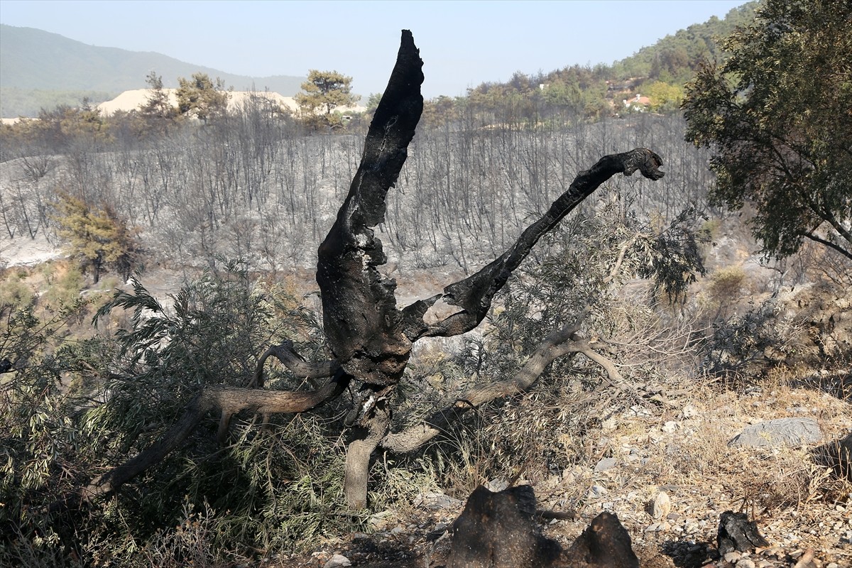 Muğla'nın Milas ilçesinde çıkan orman yangını kara ve hava ekiplerinin müdahalesiyle kontrol...