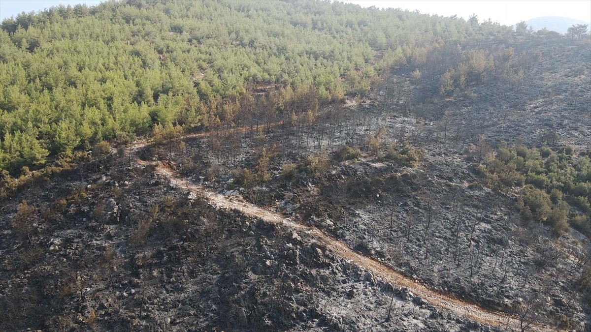 Muğla'nın Milas ilçesinde çıkan orman yangını kısmen kontrol altına alındı. Yangında yaklaşık 60...
