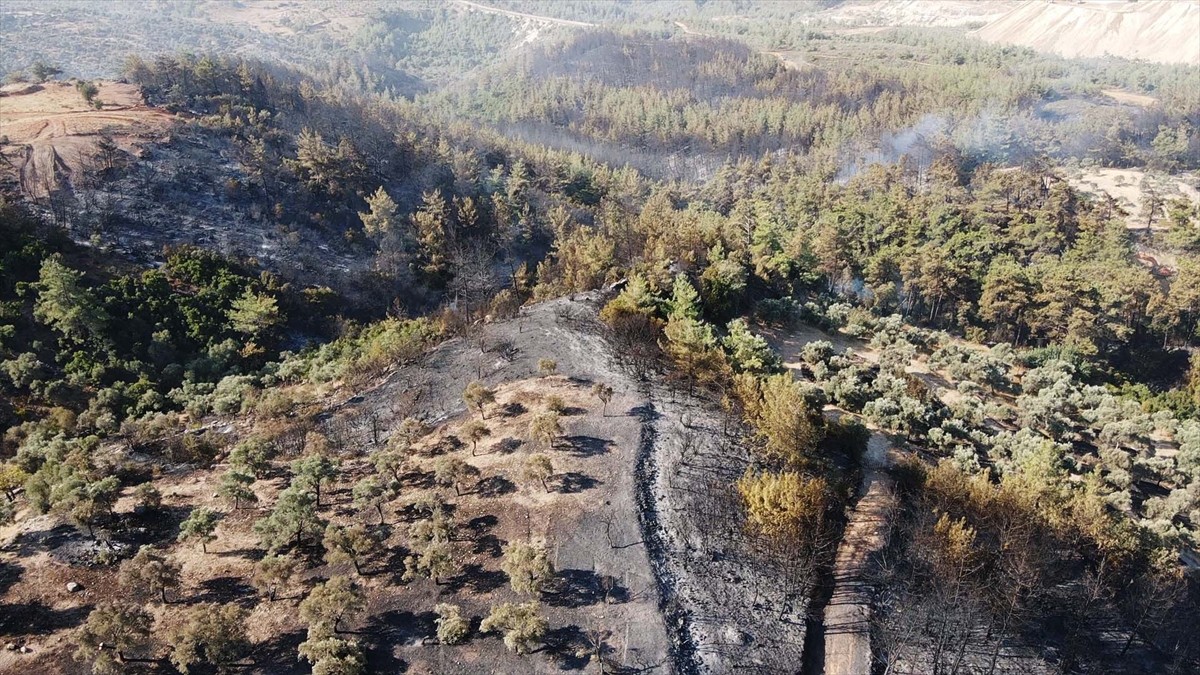 Muğla'nın Milas ilçesinde çıkan orman yangını kısmen kontrol altına alındı. Yangında yaklaşık 60...