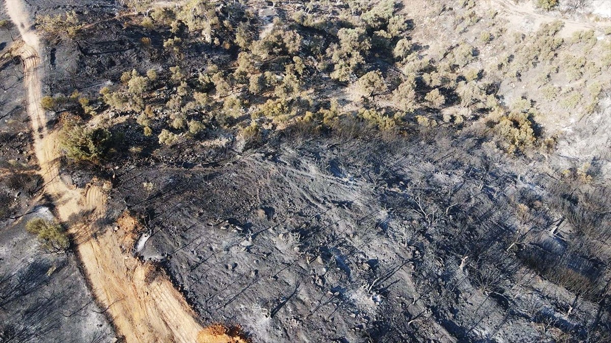 Muğla'nın Milas ilçesinde çıkan orman yangını kısmen kontrol altına alındı. Yangında yaklaşık 60...