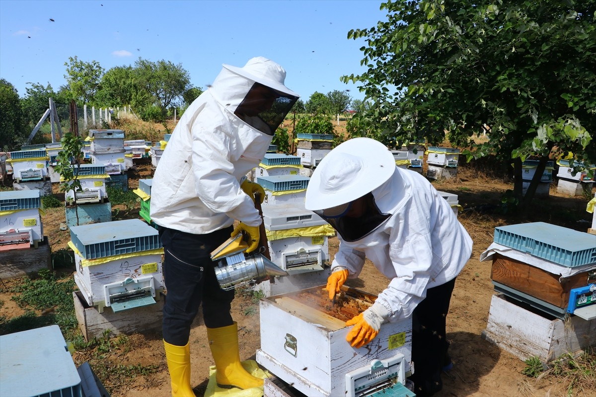 Tekirdağ’da devletten aldığı destekle arıcılığa başlayan Havva Tekin (solda), 2 yılda kovan...