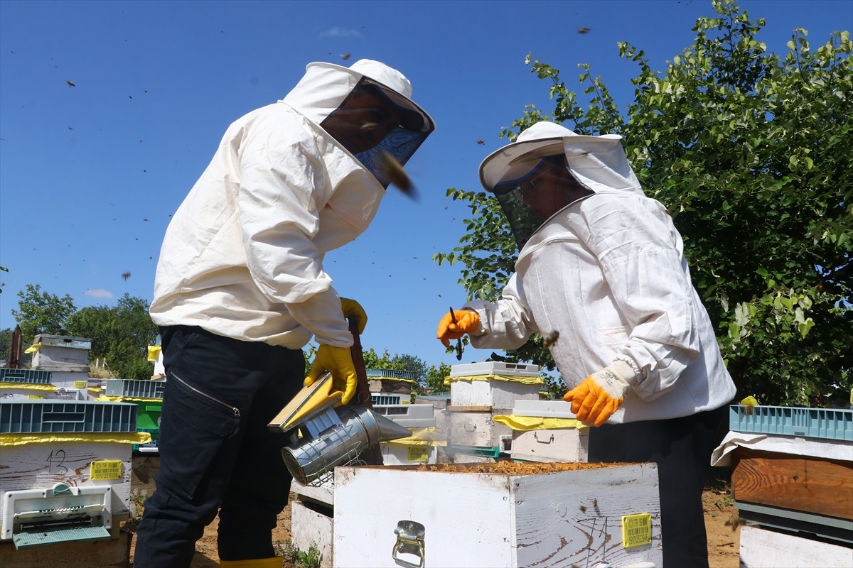 Tekirdağ’da devletten aldığı destekle arıcılığa başlayan Havva Tekin (solda), 2 yılda kovan...