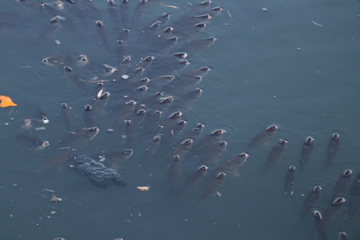 Adana'nın merkez Yüreğir ilçesinde, balık ölümleri görülen Ceyhan Nehri'nin bir bölümünde, İl...