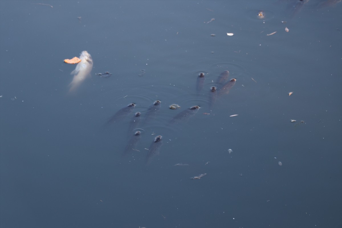 Adana'nın merkez Yüreğir ilçesinde, balık ölümleri görülen Ceyhan Nehri'nin bir bölümünde, İl...