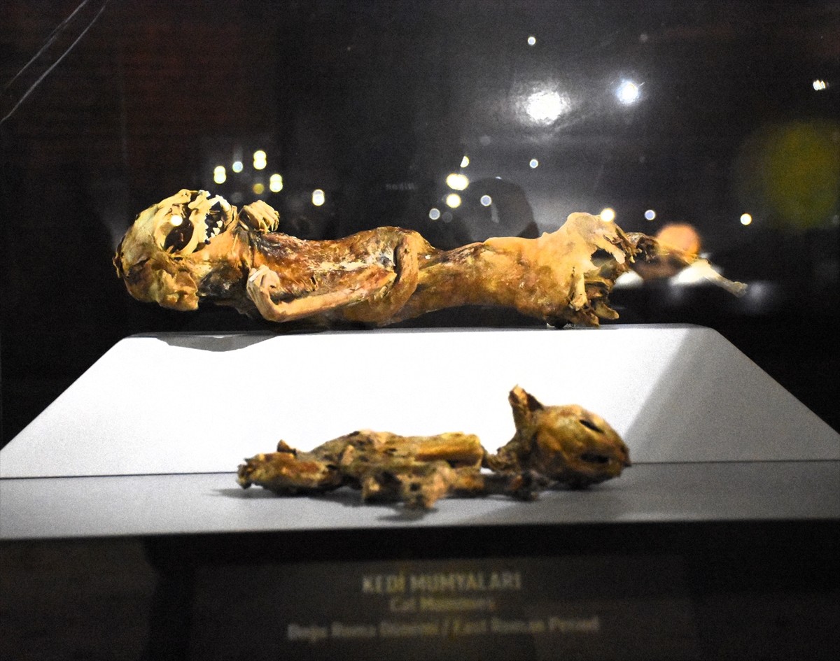 Aksaray'daki çeşitli kazılarda bulunarak sergilenen 10 yetişkin, 3 çocuk ve kedi mumyasını, geçen...