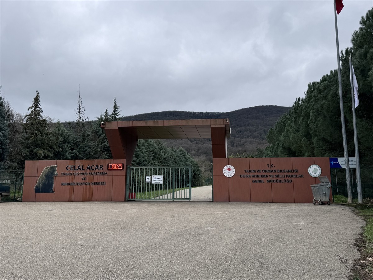 Bursa'nın Karacabey ilçesindeki barınaktan kaçan bir ayının yakalanması için çalışma başlatıldı....