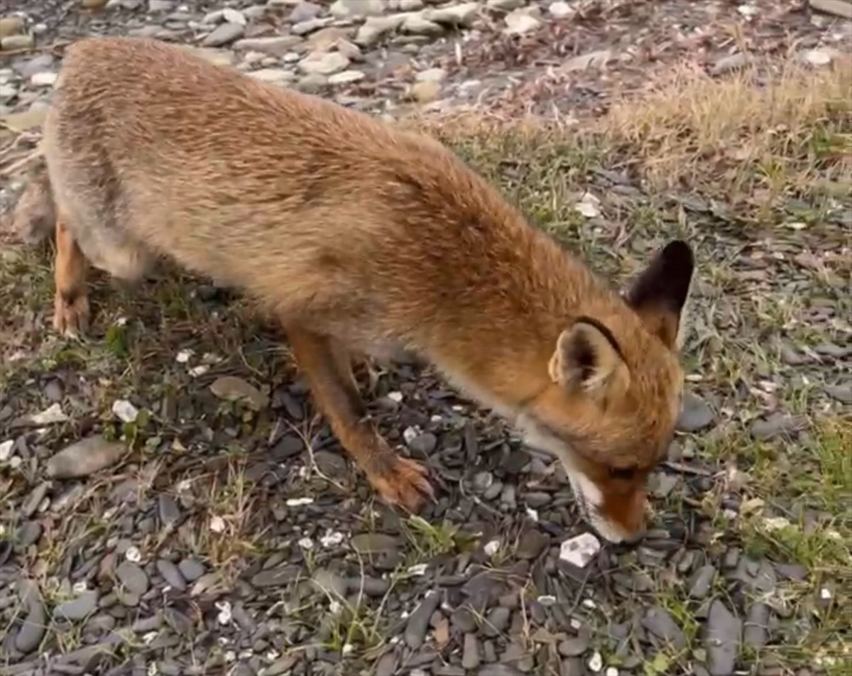 Çanakkale'nin Gelibolu ilçesinde bir koyda avlanan balıkçılar, yanlarına gelen tilkiyi elleriyle...