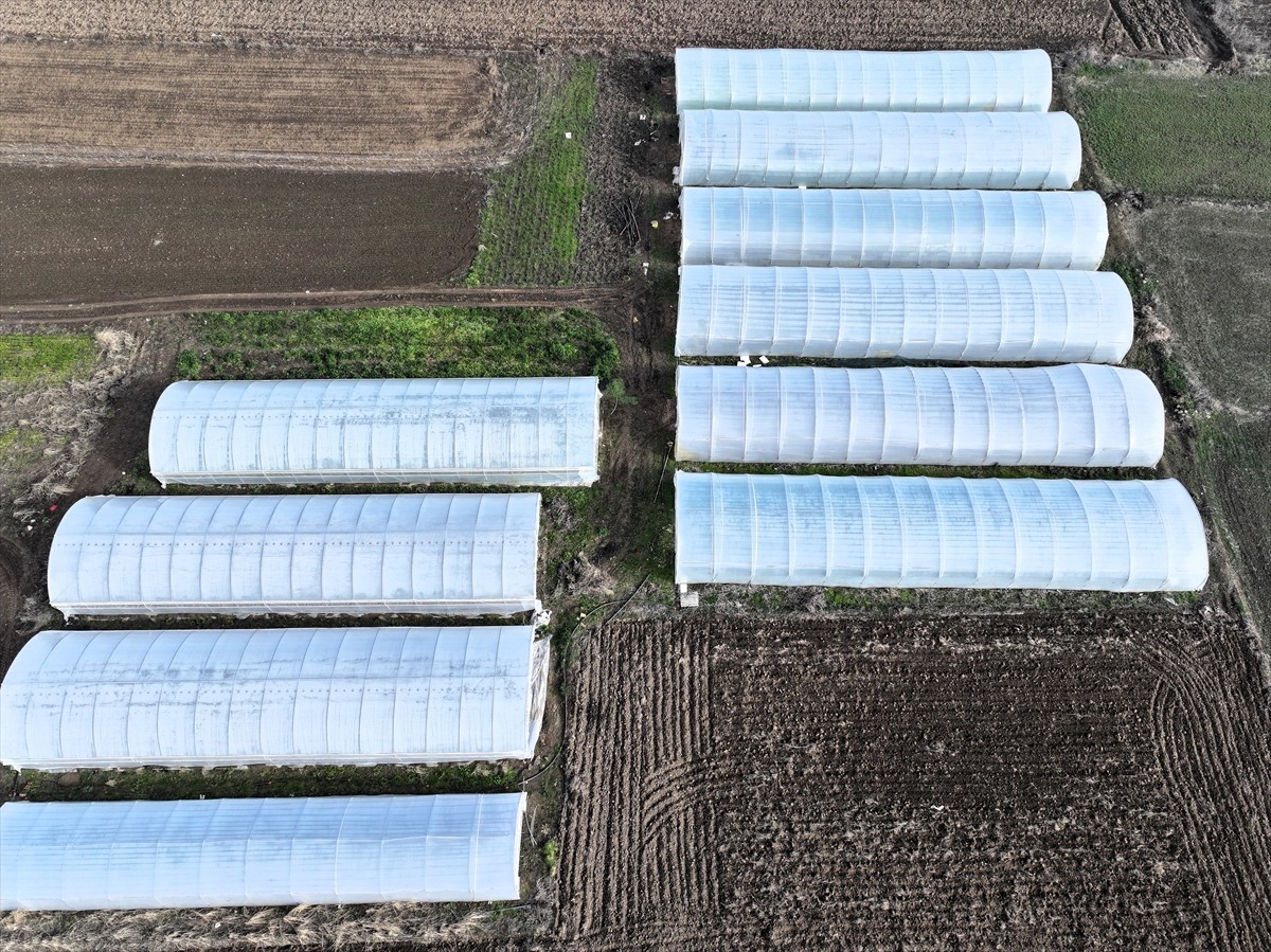 Edirne'de, devlet destekli projelerle örtü altı üretim alanları 2 yılda 46 bin metrekareden 100...