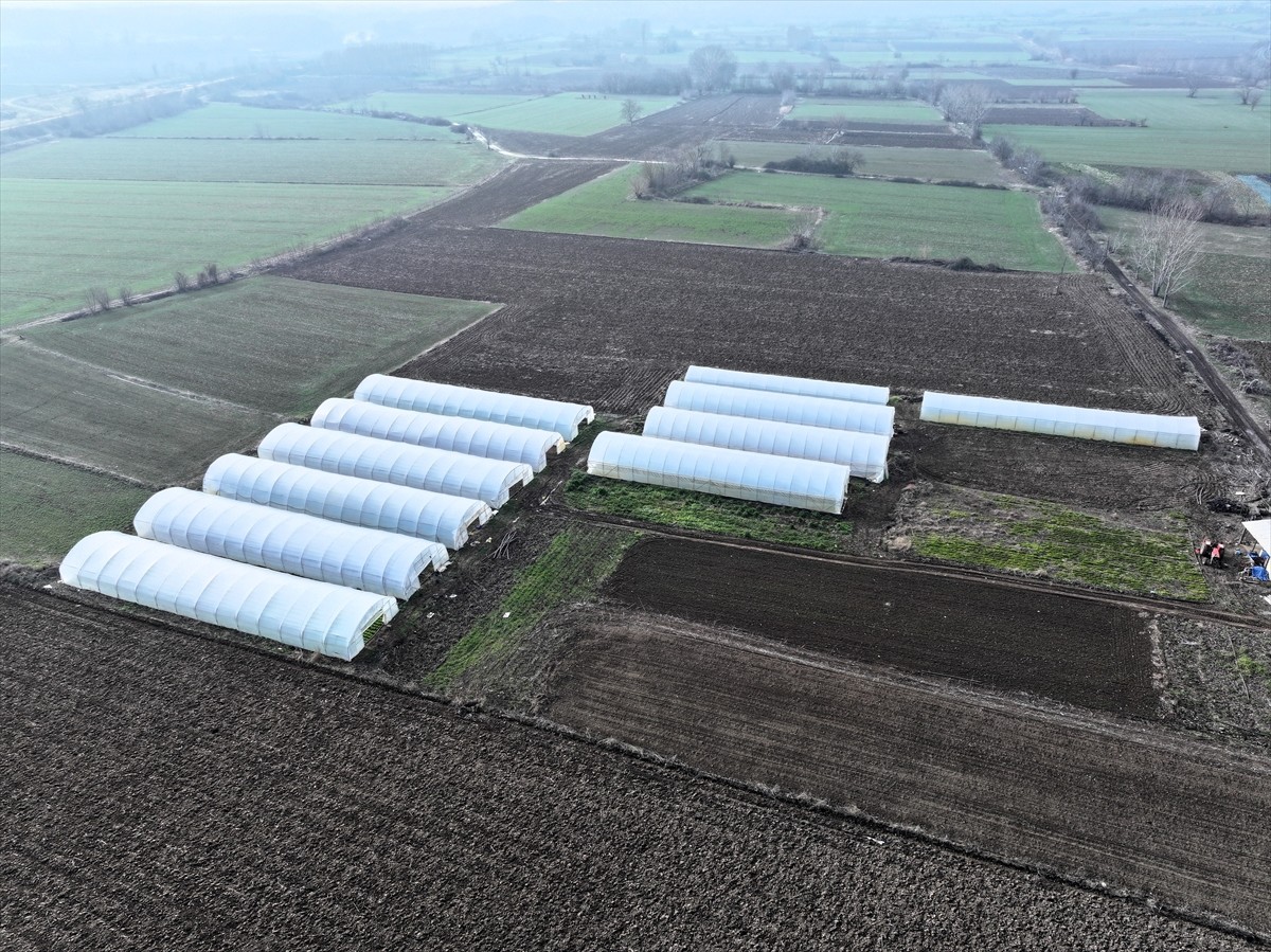 Edirne'de, devlet destekli projelerle örtü altı üretim alanları 2 yılda 46 bin metrekareden 100...