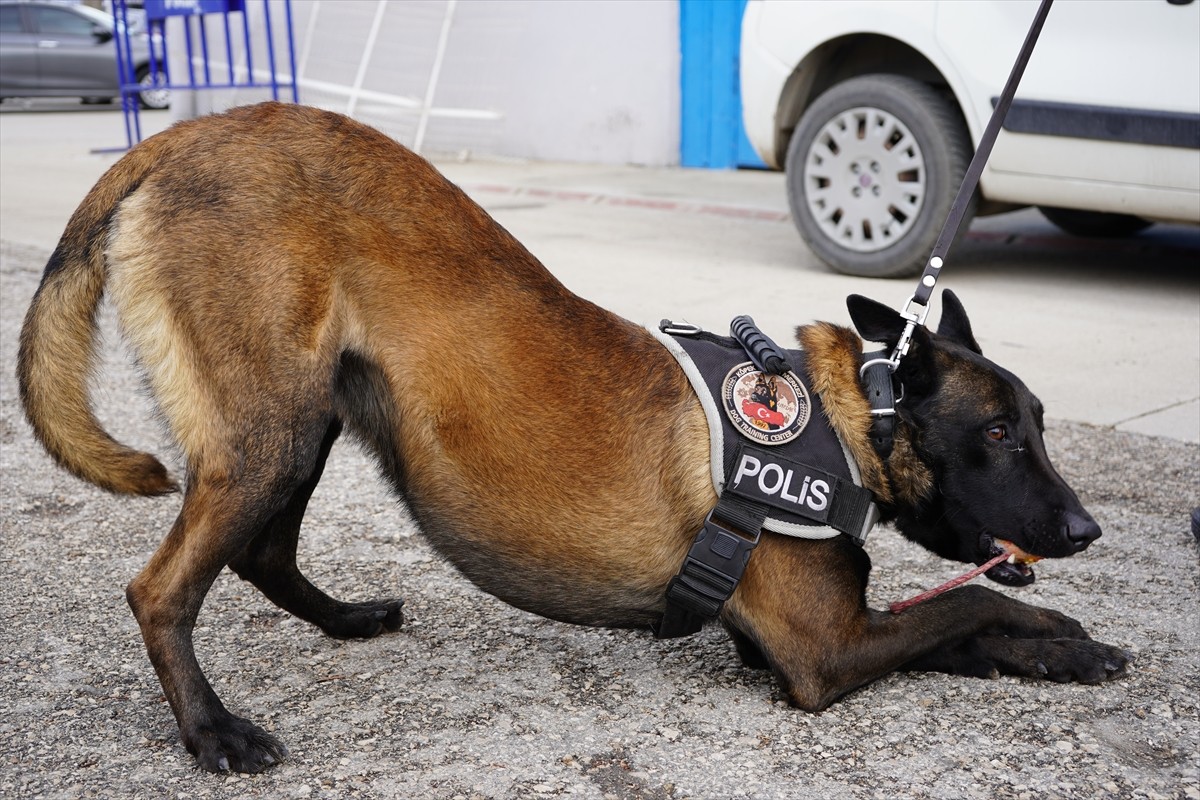 Isparta Emniyet Müdürlüğünün "Milon" isimli narkotik köpeği, Emniyet Genel Müdürlüğü Narkotik...