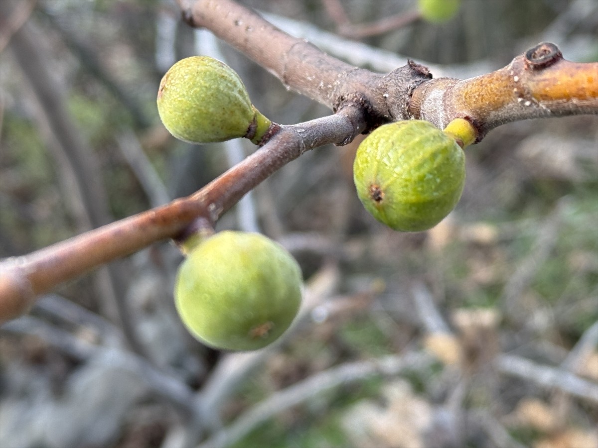 Karabük'ün Safranbolu ilçesinde incir ağacı, kış mevsiminde meyve verdi.