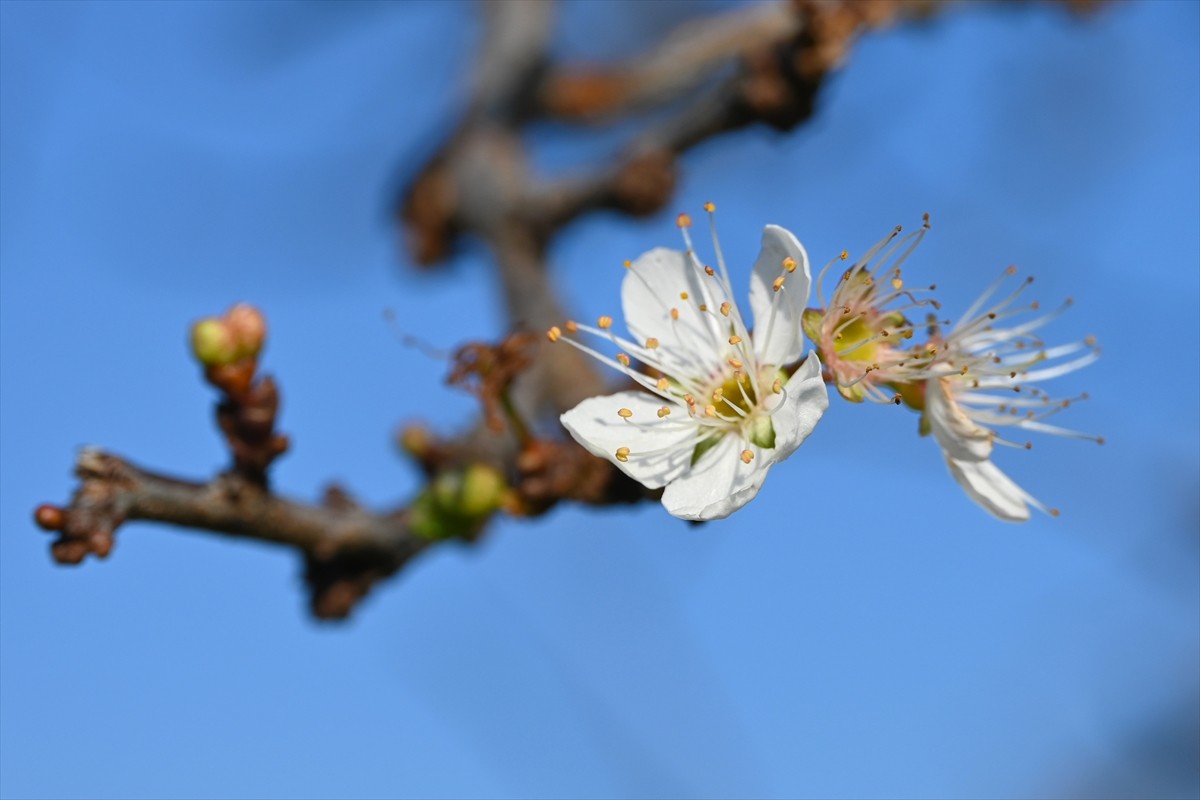 Manisa'nın Turgutlu ilçesinde erik ve badem ağaçları çiçek açtı. Hava sıcaklıklarının mevsim...