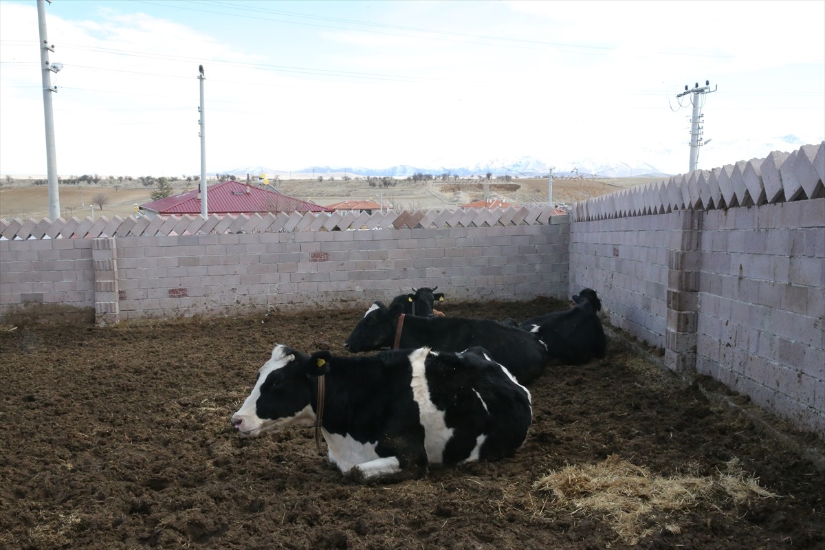 Niğde'de eski kadın hükümlü, devlet desteğiyle aldığı büyükbaş hayvanlarla kendi işini kurup para...