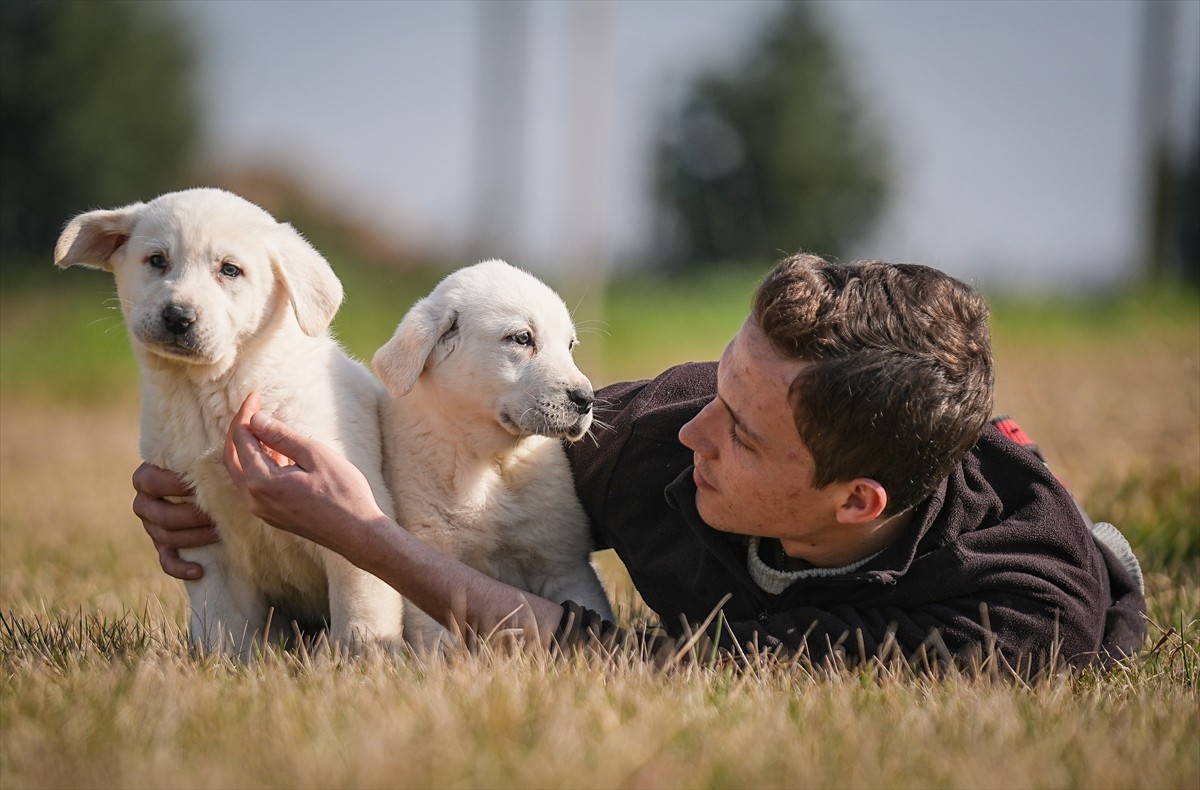 Bursa'nın Karacabey ilçesinde, Tarım ve Orman Bakanlığına bağlı Tarım İşletmeleri Genel...