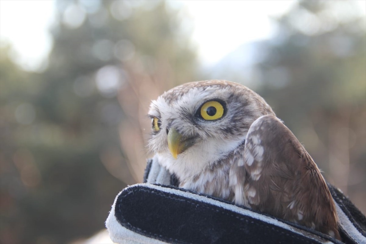 Çorum'un Oğuzlar ilçesinde, jandarma ekiplerince bulunan yaralı baykuş tedavi altına alındı.