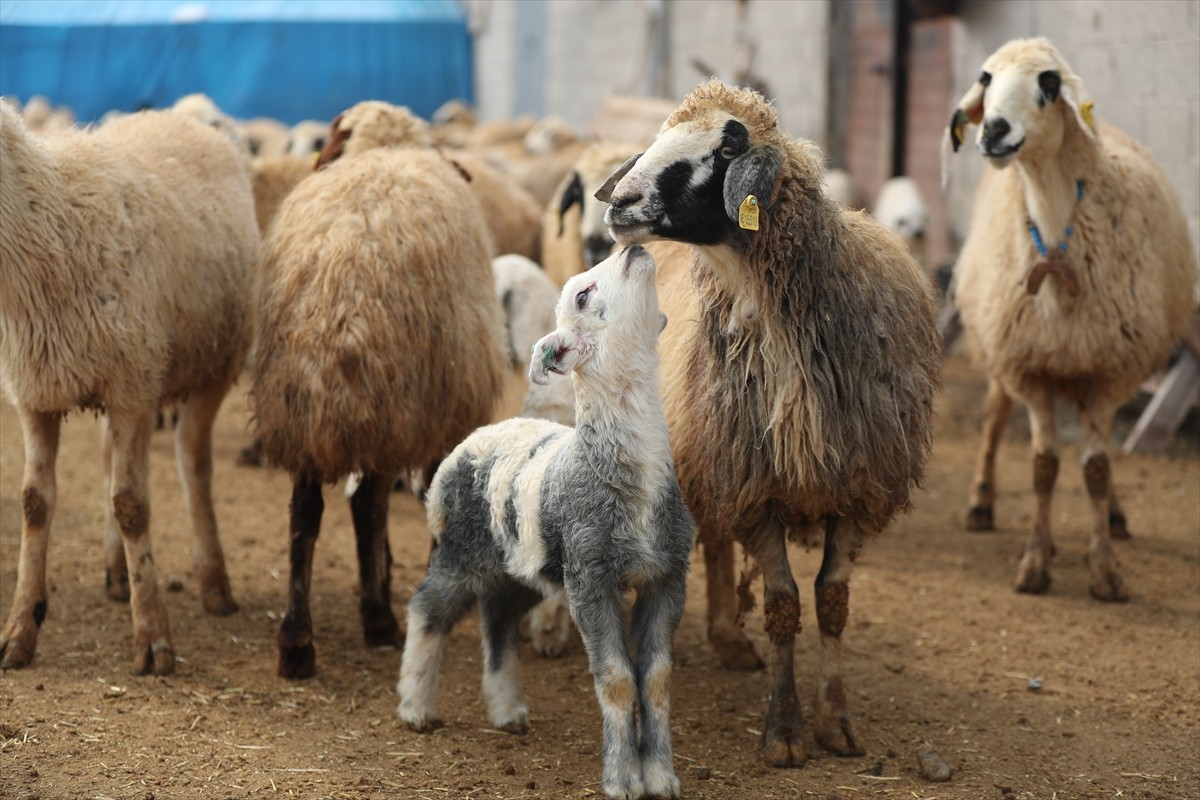 Erzincan’da küçükbaş hayvan yetiştiriciliği yapan besiciler, kuzu doğumlarıyla yoğun günler...