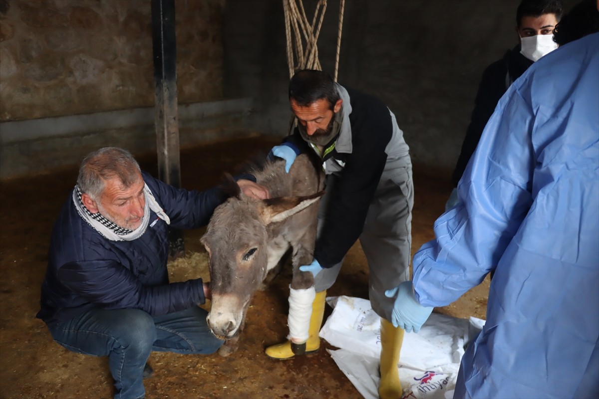 Mardin'in Midyat ilçesinde ön sol ayağı kırılan ve ampute edilen eşeğe protez takıldı.