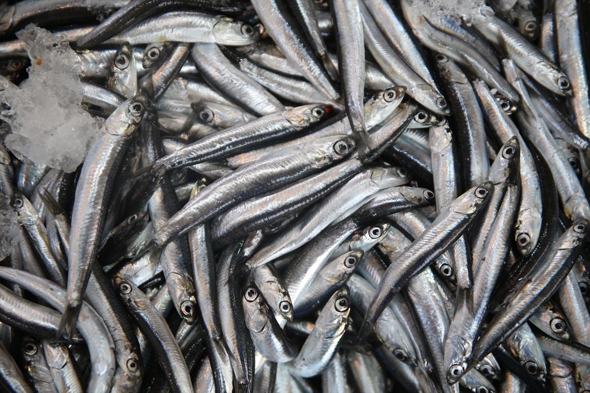 Ordu'da balıkçı tezgahlarında hamsinin kilogramı 250 liradan alıcı buluyor.