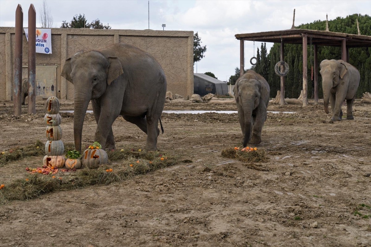 Türkiye'de dünyaya gelen ilk fil olan ve İzmir Doğal Yaşam Parkı'nda yaşayan "İzmir" isimli filin...