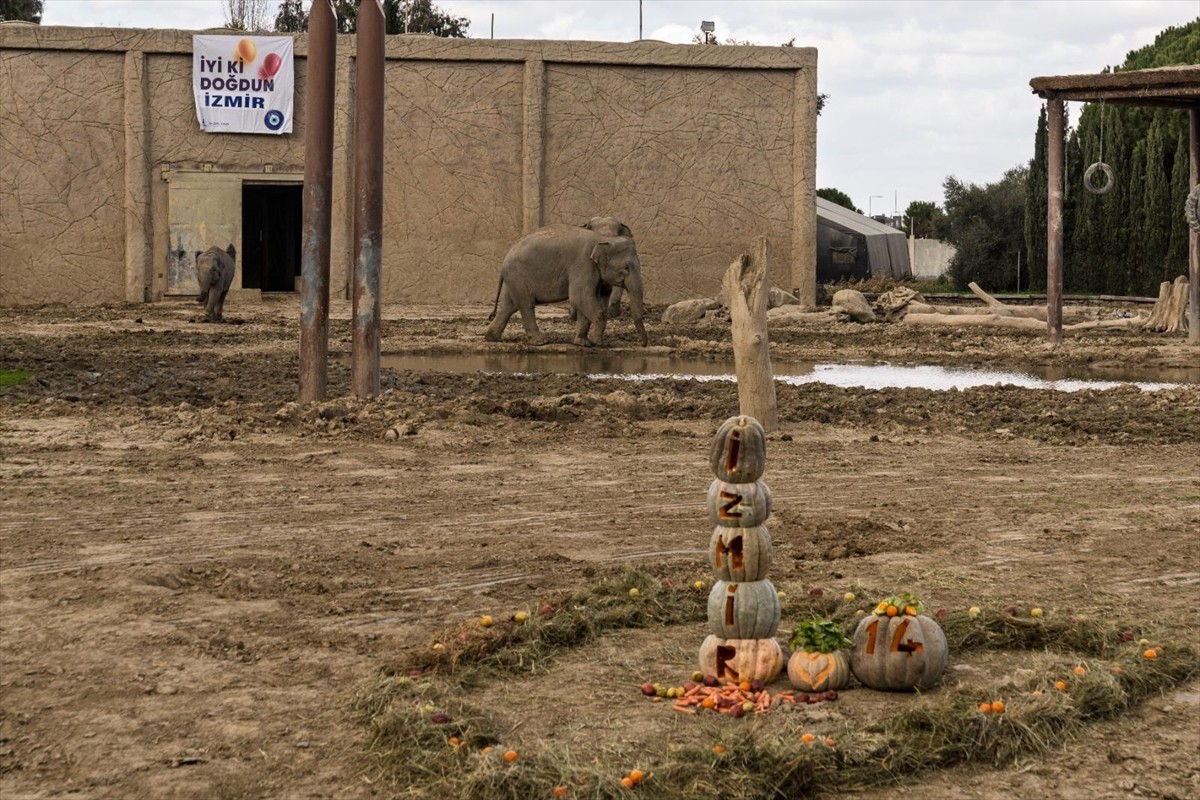 Türkiye'de dünyaya gelen ilk fil olan ve İzmir Doğal Yaşam Parkı'nda yaşayan "İzmir" isimli filin...