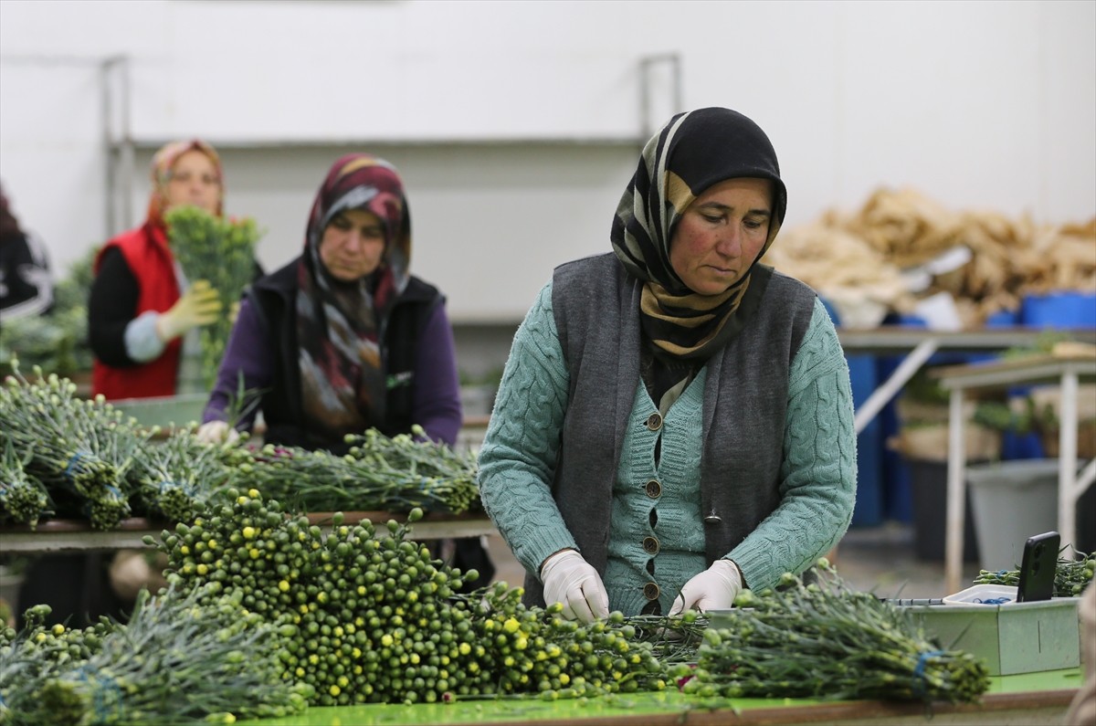 8 Mart Dünya Kadınlar Günü dolayısıyla Türkiye'den 34 ülkeye 75 milyon dal kesme çiçek ihraç...
