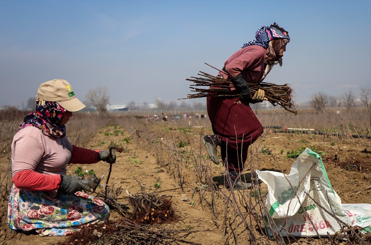Bursa'nın İnegöl ilçesinde yetiştirilen çöğürler (tohumdan yetiştirilen küçük anaç fidan), yurt...