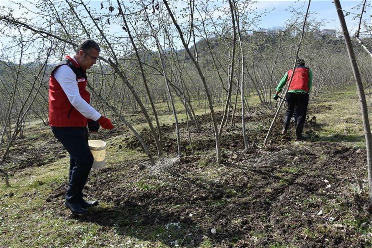 Fındık üreticilerinin üründe yeterli verimi alabilmesi için toprak tahlili yaptırmaları ve doğru...