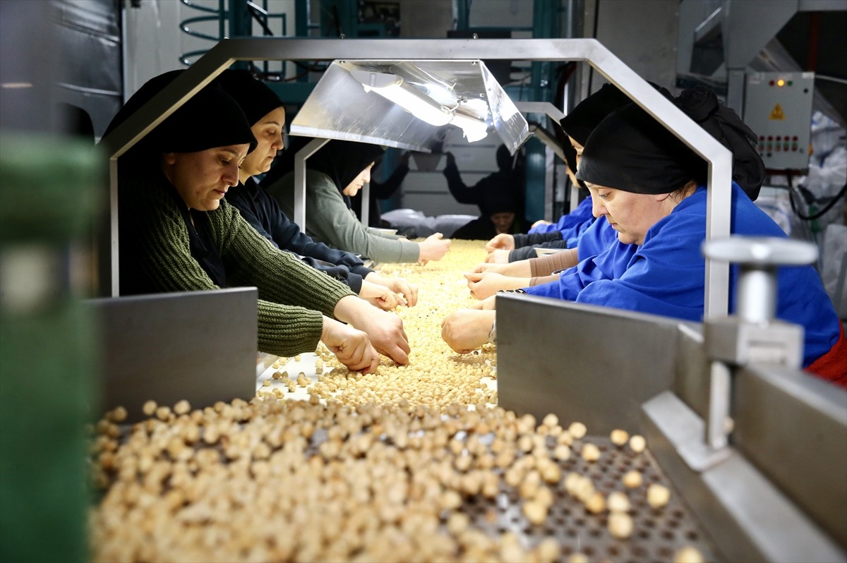 Giresun'da devlet desteği ile tesislerini modernize ederek kapasitesini artıran firma yıllık 8 bin...