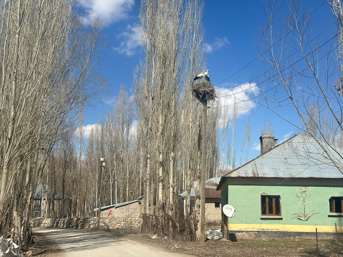 Hakkari'nin Yüksekova ilçesinde yaralı halde bulunan leylek, ekiplerce tedavi altına alındı. 